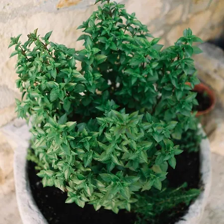 Malietzis House Holiday home *