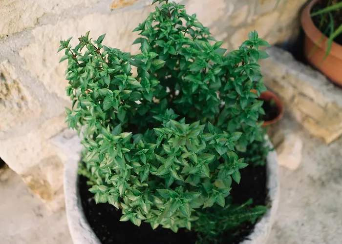 Malietzis House בית נופש *